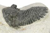 Bargain, Hollardops Trilobite - Ofaten, Morocco #254494-3